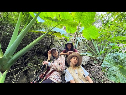 Видео: Рамбутан жимсний модыг хэрхэн ургуулах вэ - Рамбутаныг хаана ургуулах вэ