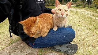切り株の上に座ったら、新入りの茶トラ猫兄弟が膝に乗ってきた