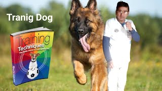 Dog Training: How to Train a Dog &Dog Obedience Training