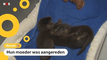 Schattig! Baby-otters gered na vijf dagen zonder moeder