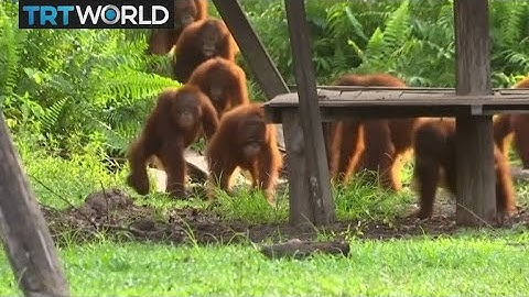 Saving Orangutans: Star-spotting used to court orangutans