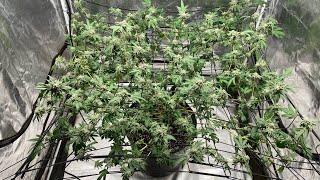 Indoor grow 2023: Humboldt California Octane update