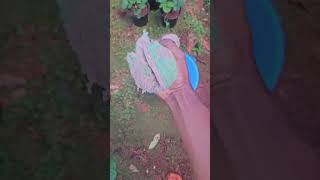 Strawberry Plants For Sale