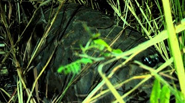 Release the Pangolin!