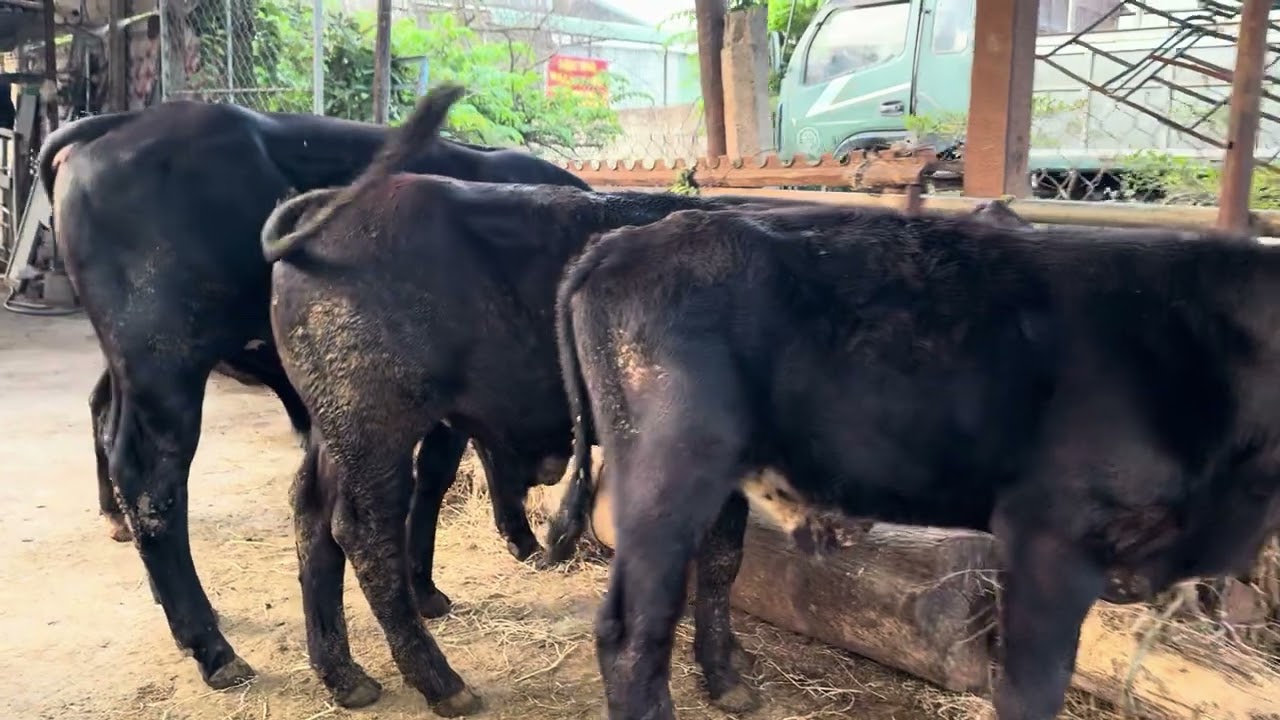 Khai Xuân năm mới tập một của bộ phim đi cày 