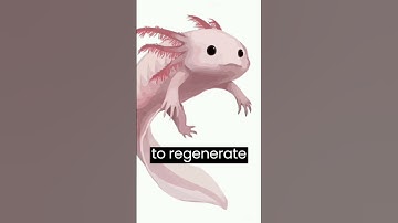 Discover the Axolotl PART 2 #AxolotlDiscovery #MexicanTreasure #YouthfulCreature #RegenerationPower