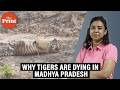 Behind rising tiger deaths in Madhya Pradesh: Poaching, electrocution, cover-ups
