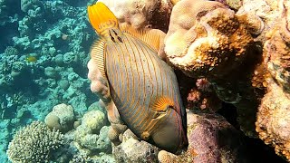 Orange-lined triggerfish (Balistapus undulatus) unique skills reversing and upside down diving (4K)