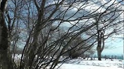 吉田由利子 Youtube