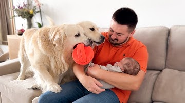 Golden Retrievers Don’t Want to Share Dad with the Baby