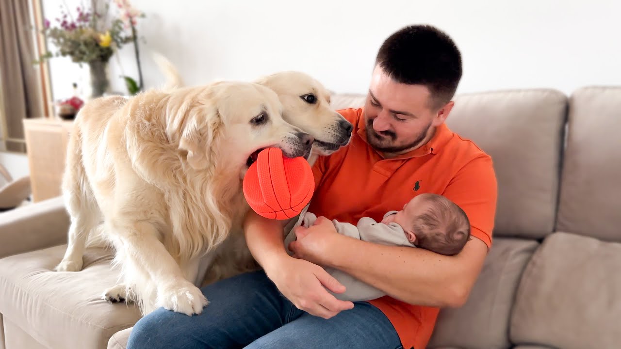 Golden Retrievers Don’t Want to Share Dad with the Baby