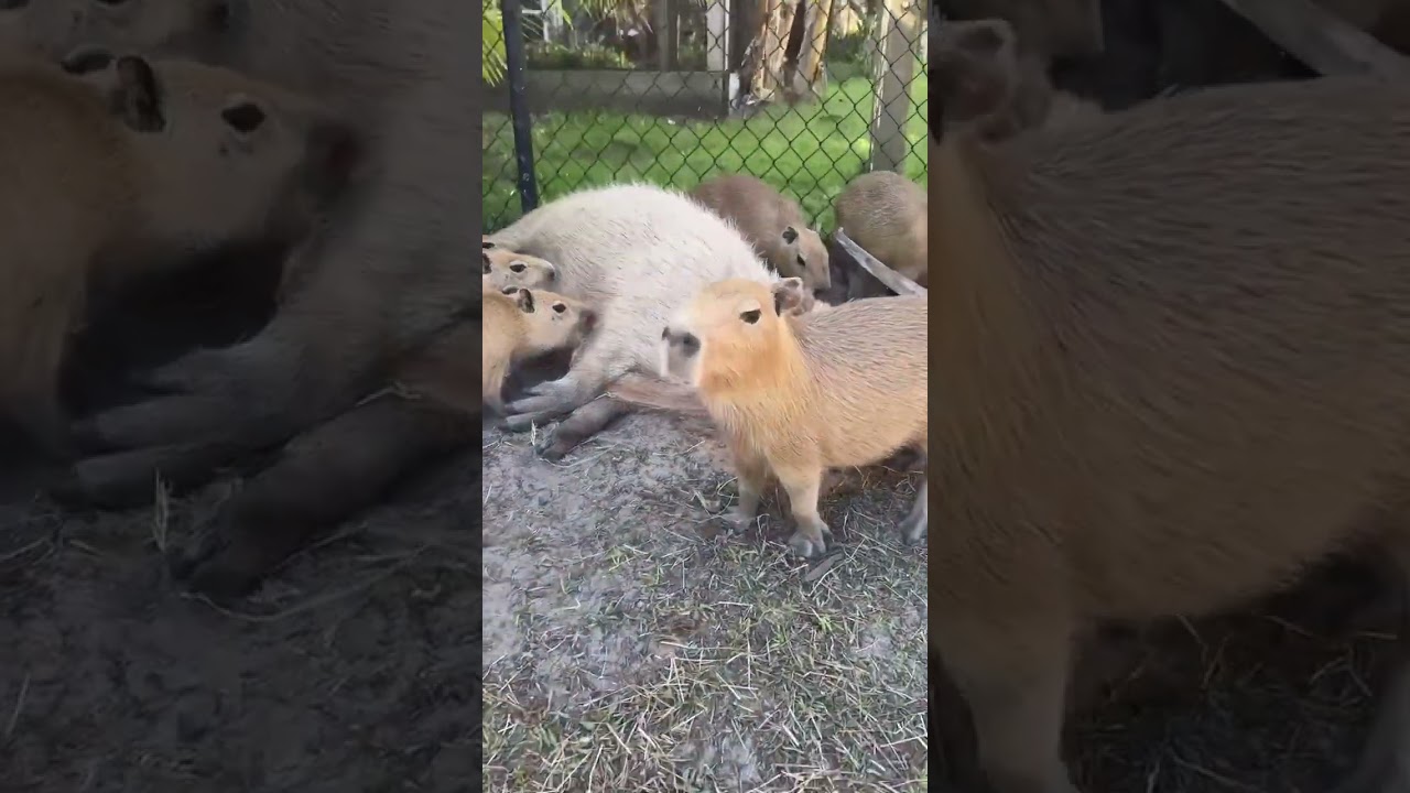 How does a capybara sound? Here is you answer🎶🎵 