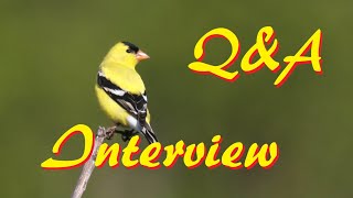 Interview With American Goldfinch: 10 Facts You Want to Know
