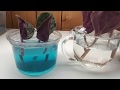 African violet leaves in water versus leaves in soil science project part 1