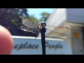 Jw burrell invented iphone gets 4k uof dragonfly inches away on car antenna in auto mode
