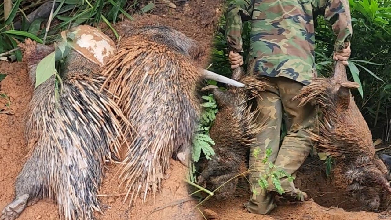 #172  วันนี้ไปพาหมาไปล่าหมูป่าแต่หมาไปล่าเม้นได้2ตัวใหญ่มาก