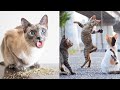 Try Not To Laugh or Grin While Watching Funny Animals Compilation #50