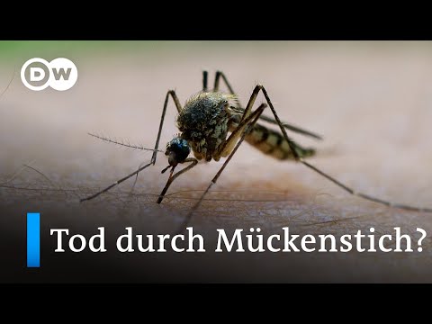 Video: Wer hat entdeckt, dass Malaria durch Mücken übertragen wird?