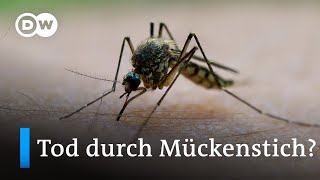 Übertragen von Mücken und Zecken: Tropenkrankheiten breiten sich in Deutschland aus
