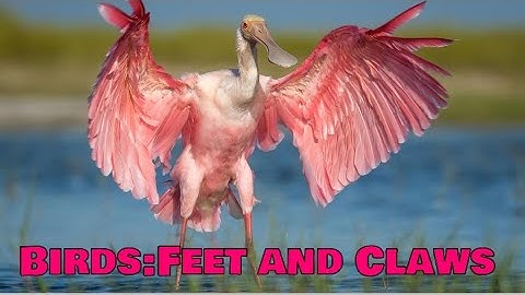 DAV Class 4 Science Ch-5 Birds-Beaks And Claws|Feet and claws of birds|Class 3 Science