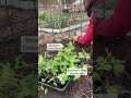 Planting out peas gardening kitchengarden