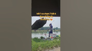 lâu k đi câu, vào hạ tiến làm 1 ca chạm 7 bắt 6 trắm đen. xả liên tục 5 cân ốc  #dungnguyenfishing