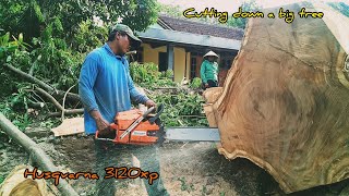 Tebang pohon besar depan rumah, chainsaw Husqvarna 3120xp.