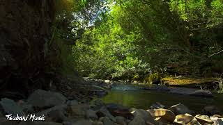 🍃Sonido naturaleza BOSQUE relajación cortos/Hermoso bosque relajante🌳