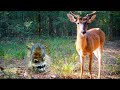 1.5 HOURS of Relaxing Trail Camera Videos (Deer, Coyotes, Wild Boar)