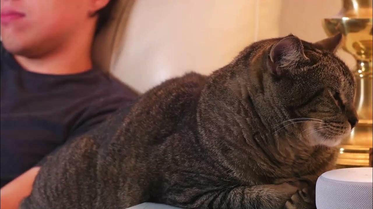 JOYO Cat Tree for Indoor Cats YouTube