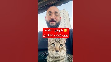 قطة تنتبه للقرآن #تلاوة #الصلاة_على_النبي #اكسبلور
