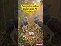Duniya Ka Sabse Taqatwar Eagle? part 3 😱🦅| #HarpyEagle #Eagle #birds #wildlife