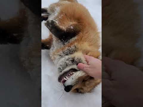 Finnegan fox is ticklish