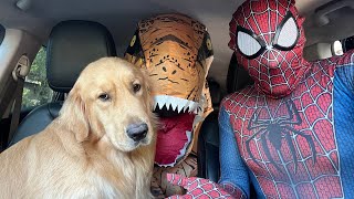 T-rex Surprises Spiderman & Puppy with Car Ride Chase! by Goldenland 2,902 views 1 year ago 4 minutes, 12 seconds