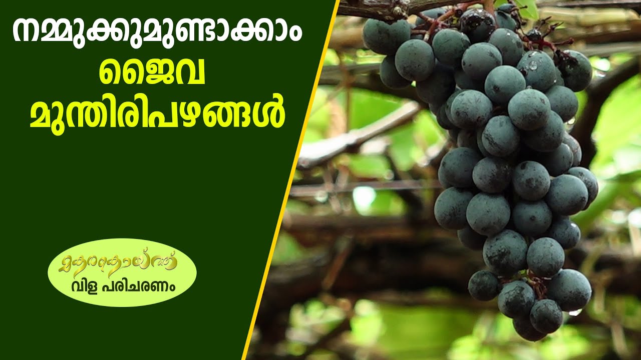 കേരളത്തിലിനി മുന്തിരിയും കായ്ക്കും I Grape Cultivation in Kerala YouTube