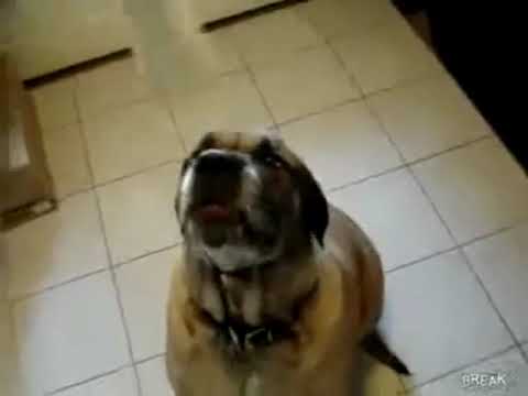 YTP -  Dog Struggles to Eat Bean Burrito in One Minute