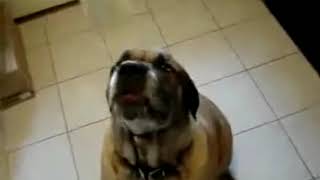 YTP -  Dog Struggles to Eat Bean Burrito in One Minute Wealth