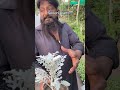 Snow plant Silveri tips and bloom time 😍🪴 #youtubeshorts #gardeningideas