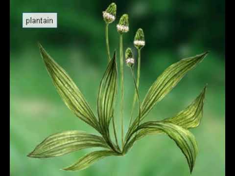 Video: In blomplante kom protandry in?