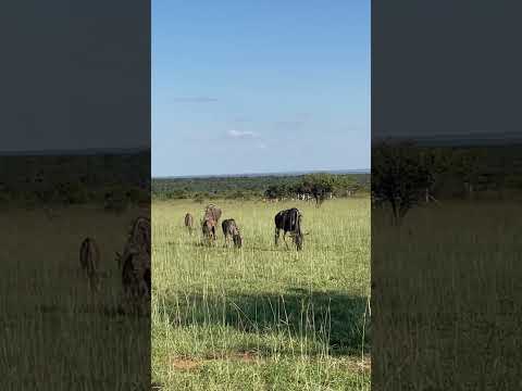 Hungry Wildebeest At Mabula Safari Feb 2025
