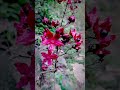 lDekha ak khwab #nature #naturevibes#naturebeauty#ytshorts #flowerlovers#hiddenbeauty