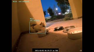 Famous Custom trained Cat Detection System using OpenCV + Yolo v4 tiny/DarkNet Profile