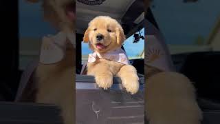 Cute Golden Retriever puppies Compilation Vol 1!!!