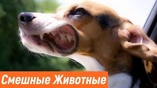 10 МИНУТ СМЕХА ДО СЛЁЗ | ЛУЧШИЕ ПРИКОЛЫ 2021 АПРЕЛЬ | Best Coub 2021