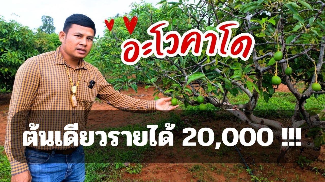 อะโวคาโด เงินล้าน