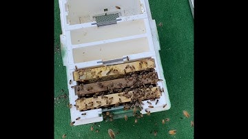 Mating nuc update, queens