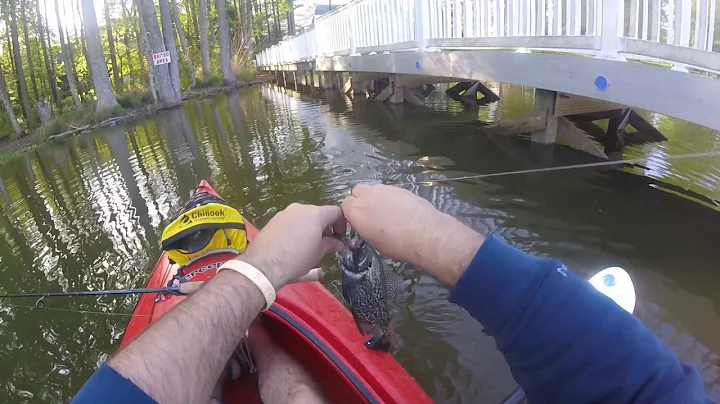 Crappie at High Rock Lake