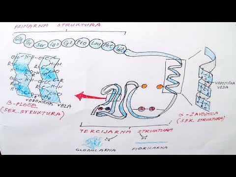 Video: Koja Je Funkcija Izgradnje Proteina