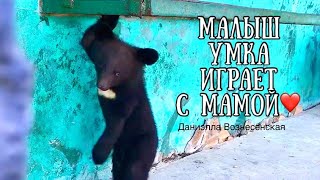 Медвежонок УМКА играет с мамой💕Little bear.Taigan. Crimea