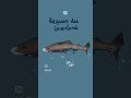 Quel requin êtes-vous ? #requin #whoareyou #dessin #quiz #art #shark #drawing #ocean #test